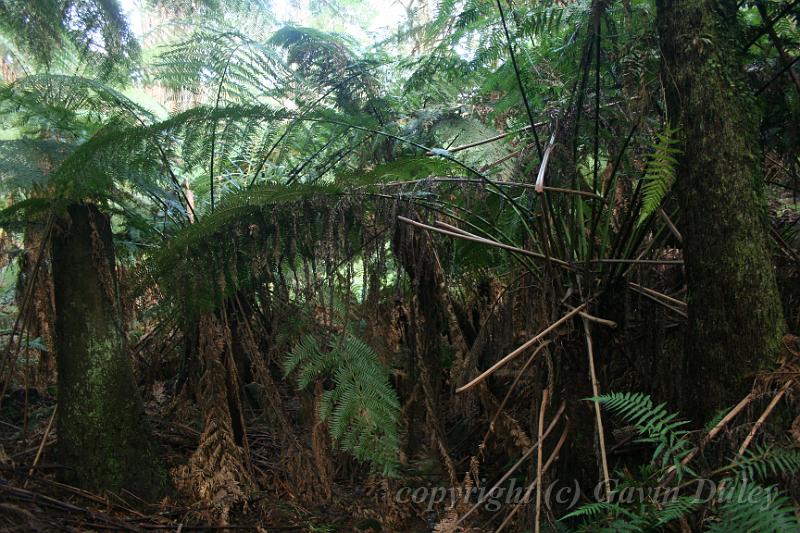 Tree fern gully, Pirianda Gardens IMG_7217.JPG